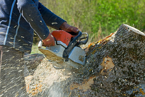 Best Tree Removal for Businesses  in Fairland, OK